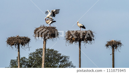 White storks, Ciconia ciconia, mating at Los Barruecos, Malpartida de Caceres, Extremadura, Spain. 111075945