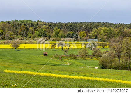 Cherry blossoms on the hills around Kalchreuth, Germany in Franconian Switzerland 111075957
