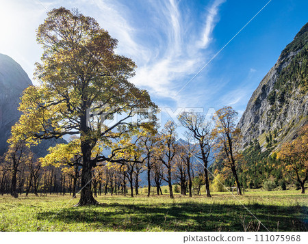 maple trees at Ahornboden, Karwendel mountains, Tyrol, Austria 111075968