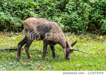 Apennine chamois, Rupicapra pyrenaica ornata, is living in Italy and Spain 111075978