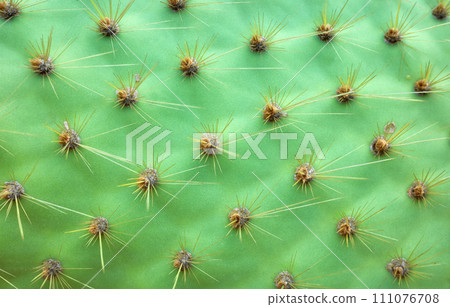 Close up photo of Opuntia galapageia pad with spines, selective focus, abstract nature background. Close up photo of Opuntia galapageia pad with spines, selective focus, abstract nature background. 111076708