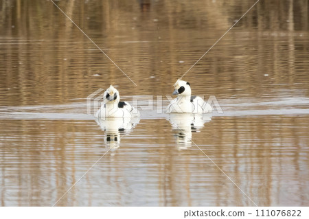 Two male mergansers floating in a pond Two male mergansers floating in a pond 111076822