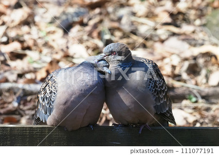 A pair of hot turtledoves A pair of hot turtledoves 111077191