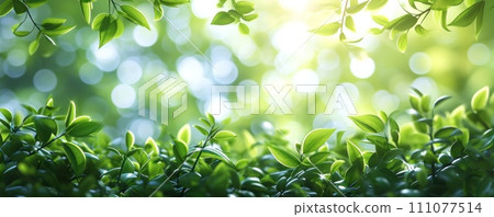 Green Leaves: Minimalist Background with Contoured Sun 111077514