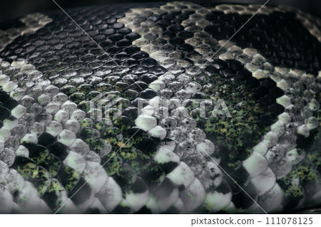 Close-up photo of snake scales Close-up photo of snake scales 111078125