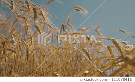 golden field wheat sunny day, field with harvest, background ripening wheat field ears, golden wheat ears close up, close-up wheat growing outdoors, field landscape, beautiful rural scenery under 111078418