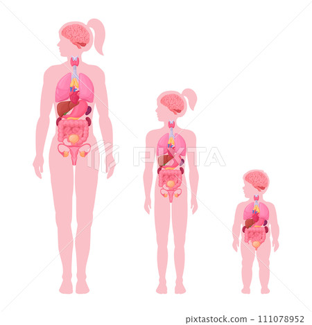 Internal organs infographic. Female internal organs anatomy, woman, girl and toddler brain, heart and reproductive system location in body flat vector illustration set. Female body scheme 111078952