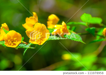 Yamaboki flowers Yamaboki flowers 111078958