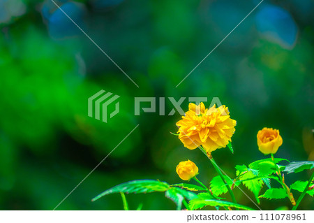 Yaeyamabuki之花 111078961