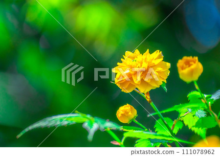 Yaeyamabuki之花 111078962