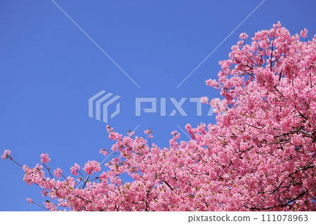 盛開的櫻花在藍天中閃耀 111078963