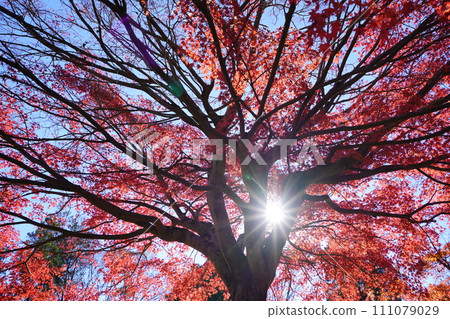 京都和束市的大鮮紅楓樹和陽光透過樹林 111079029