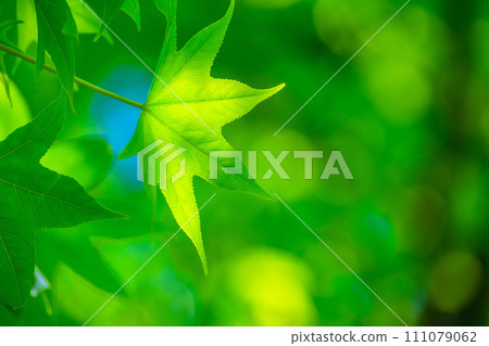 Fresh green of sweetgum Fresh green of sweetgum 111079062