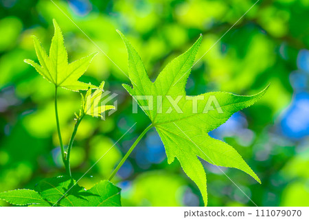 Fresh green of sweetgum 111079070