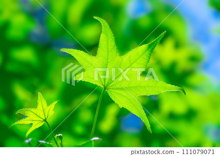 Fresh green of sweetgum Fresh green of sweetgum 111079071