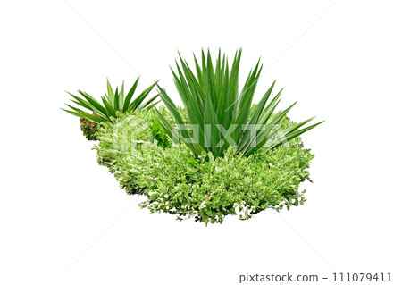 Bush Agave plants are drought tolerant in the humid tropics Bush Agave plants are drought tolerant in the humid tropics 111079411