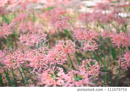 粉紅色的群集孤挺花 111079750