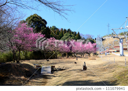 Cold scarlet cherry blossoms at Hokke-dake Park 111079941