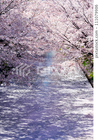 Cherry blossoms in full bloom in Kyoto in spring Cherry blossoms in full bloom in Kyoto in spring 111079986