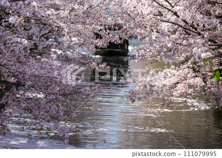 Cherry blossoms in full bloom in Kyoto in spring Cherry blossoms in full bloom in Kyoto in spring 111079995