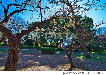 Yoyogi Park Red and White Plum Blossom Buds 111080012