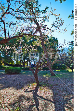 Yoyogi Park Red and White Plum Blossom Buds 111080013