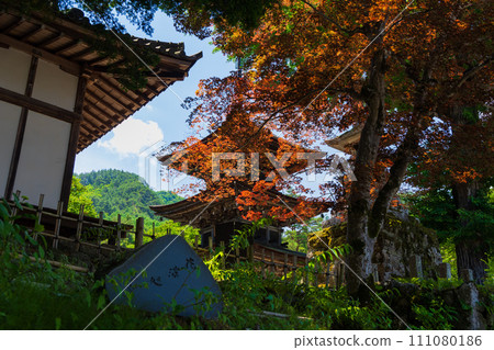Maezanji Temple, Ueda City, Nagano Prefecture, Nomura maple and three-storied pagoda that turn color in early summer 111080186