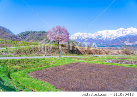 [Spring material] A single cherry tree in the Nodaira area of Shinshu [Nagano Prefecture] 111080418