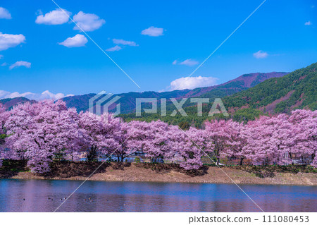 [Cherry blossom material] Cherry blossoms at Rokudozutsumi, Ina City [Nagano Prefecture] 111080453