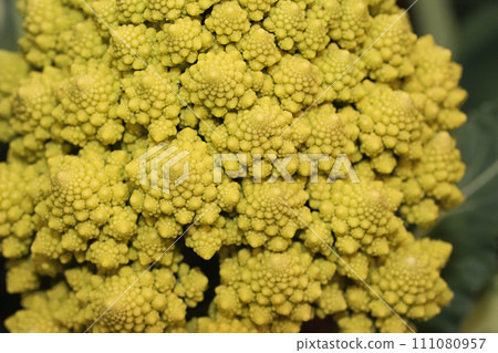 Romanesco before harvest Romanesco before harvest 111080957