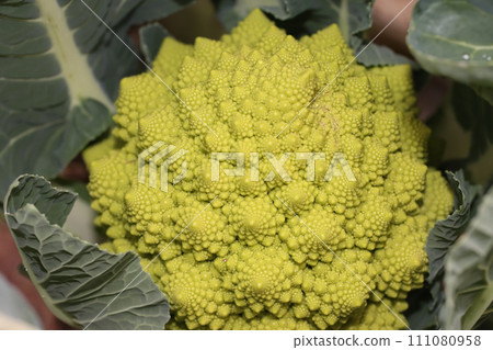 Romanesco before harvest Romanesco before harvest 111080958