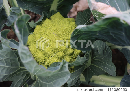 Romanesco before harvest Romanesco before harvest 111080960