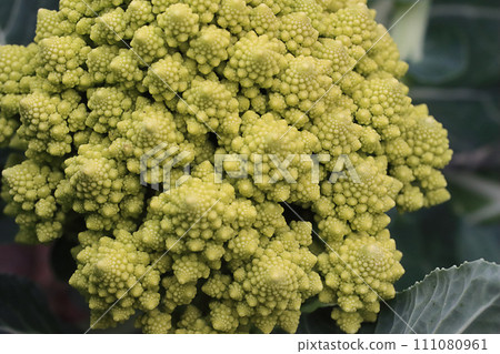 Romanesco before harvest 111080961