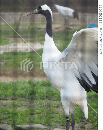 岡山後樂園 丹頂鶴 111081033