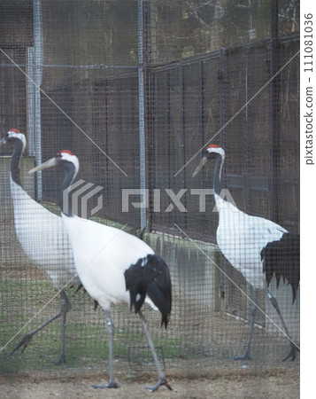 岡山後樂園 丹頂鶴 111081036