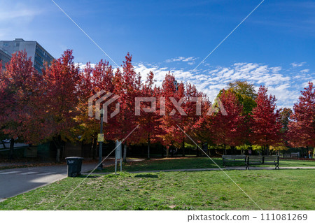 加拿大溫哥華史丹利公園的秋葉 111081269