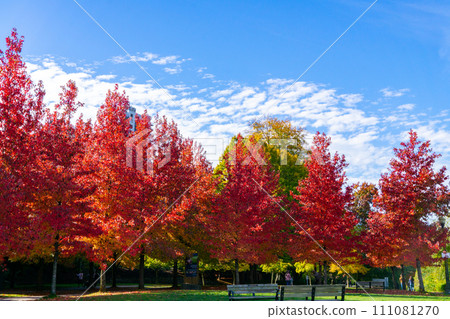 加拿大溫哥華史丹利公園的秋葉 111081270