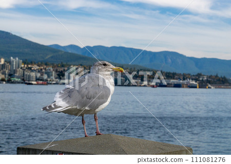 Seagull Canada Stanley Park 111081276
