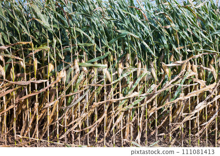 Corn or maize field 111081413