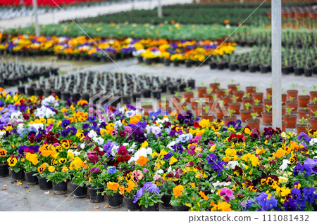 Bloomy flowers pansies growing in greenhouse 111081432
