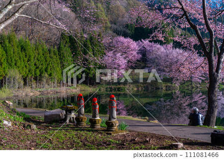 [Spring in Shinshu] Oyamazakura at Lake Nakatsuna [Nagano Prefecture] 111081466
