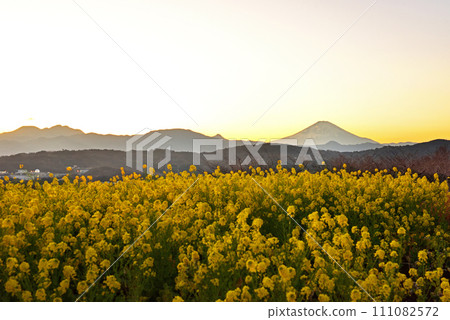 透過油菜花看到富士山 111082572