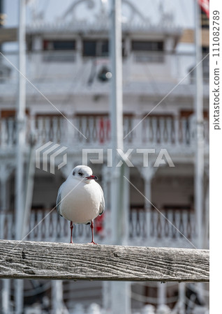 A black-headed gull perches on the handrail with the sightseeing boat Michigan in the background, Otsu Port, Lake Biwa A black-headed gull perches on the handrail with the sightseeing boat Michigan in the background, Otsu Port, Lake Biwa 111082789