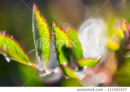 草地上的露珠在早晨的陽光下閃閃發光,美麗的自然形態 草地上的露珠在早晨的陽光下閃閃發光,美麗的自然形態 111082837
