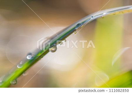 草地上的露珠在清晨的陽光下閃閃發光 111082850