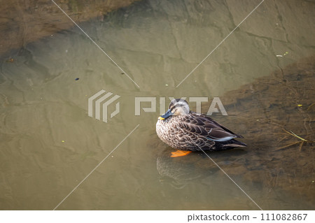灌溉渠中的斑嘴鴨 灌溉渠中的斑嘴鴨 111082867
