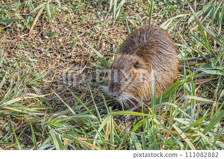 Nutria Nutria 111082882