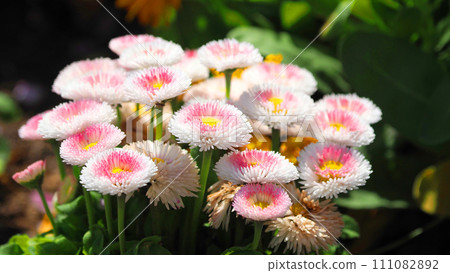 雛菊（雛菊） 111082892