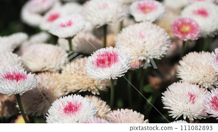 雛菊（雛菊） 111082893
