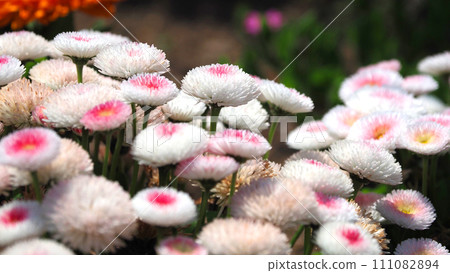 Daisy (Daisy) 111082894